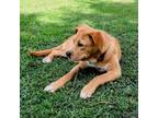 Adopt Sandy a Yellow Labrador Retriever, Mixed Breed