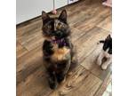 Adopt Galaxy a Domestic Medium Hair