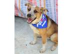 Adopt Colton a German Shepherd Dog