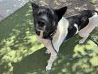 Adopt SPITZ a Akita