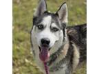 Adopt Leroy a Husky