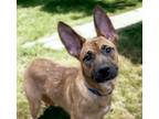 Adopt STEWART* a German Shepherd Dog, Mixed Breed