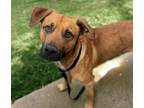 Adopt MAYOR MITCHELL* a Australian Cattle Dog / Blue Heeler, Mixed Breed