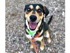 Adopt NEMO* a German Shepherd Dog, Mixed Breed