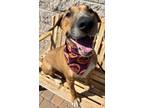 Adopt Jasper a Bull Terrier