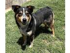 Adopt WALKER a Australian Cattle Dog / Blue Heeler
