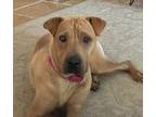 Adopt Nick a Shar-Pei