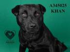 Adopt KHAN a Shar-Pei, Pit Bull Terrier