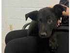 Adopt SIMBA a Labrador Retriever