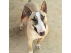 Adopt TARGET a Bull Terrier