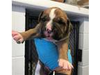 Adopt MULTI GRAIN a Boxer, Mixed Breed
