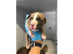 Adopt PITA a Boxer, Mixed Breed