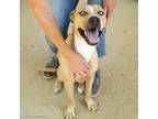 Adopt TSUNAMI a Pit Bull Terrier