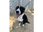 Adopt TEDDY a Border Collie, Cardigan Welsh Corgi