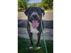 Adopt HENRY a Labrador Retriever, Pit Bull Terrier