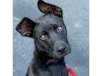 Adopt TIMMY a Black Labrador Retriever, German Shepherd Dog