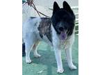 Adopt OSO a Akita