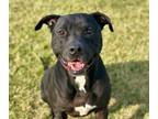 Adopt DIESEL a Pit Bull Terrier