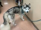 Adopt SNOWBALL a Siberian Husky