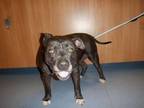 Adopt KYLO a Pit Bull Terrier