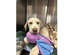 Adopt MOMO a Great Dane, Mixed Breed