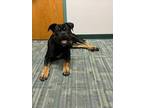 Adopt MAC a Rottweiler