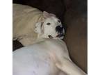 Adopt Haku a Great Dane, Pit Bull Terrier