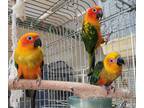 Baby Parrots Are Here!