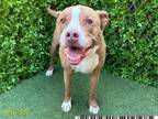 Adopt RUFFIAN a Staffordshire Bull Terrier