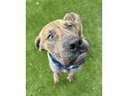 Adopt TUCKER a Cane Corso