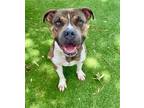 Adopt HAZELNUT a Pit Bull Terrier, Mixed Breed