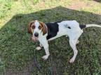 Adopt STILGAR a English Coonhound, Mixed Breed