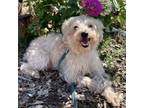Adopt Angus 20552 a Silky Terrier, Mixed Breed