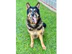 Adopt TITAN a German Shepherd Dog