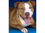 Adopt Boris a Pit Bull Terrier, Mixed Breed