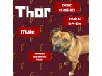 Adopt Thor a American Staffordshire Terrier