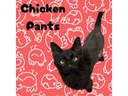 Adopt Chicken Pants a Domestic Short Hair