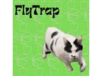 Adopt Flytrap a Domestic Short Hair