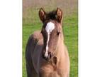 Grulla Half-Andalusian 2024 colt