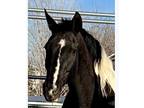 PaintDraft cross mare