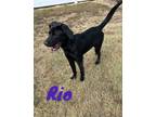 Adopt Rio 123561 a Labrador Retriever