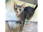 Adopt Tidbit a Tabby, Domestic Short Hair