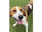 Adopt PETER a Foxhound