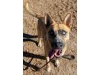 Adopt PACHO a Australian Cattle Dog / Blue Heeler, Husky
