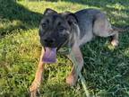 Adopt BUDDY a German Shepherd Dog, Mixed Breed
