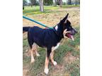 Adopt LONDON a German Shepherd Dog, Mixed Breed