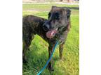 Adopt JUVO a German Shepherd Dog, Mixed Breed