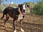 Adopt BOOMY a Pit Bull Terrier