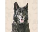 Adopt Bruno a German Shepherd Dog