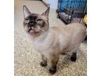 Adopt Simon a Siamese